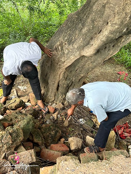 Searching for the Peelu saplings which sometimes grow near the roots